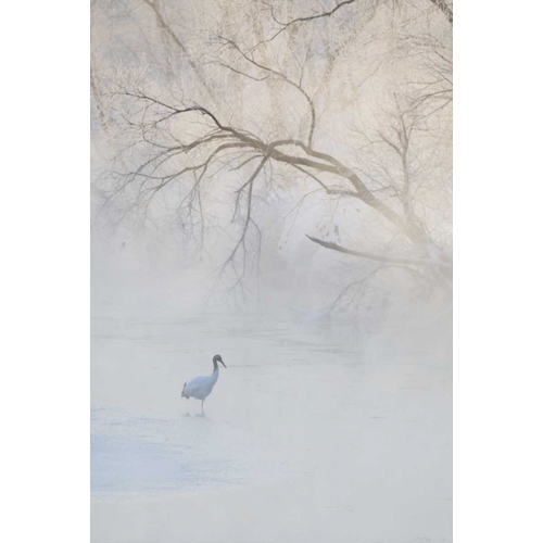 Anon, Josh 아티스트의 Japan, Hokkaido A hooded crane in foggy morning작품입니다.